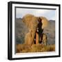 Two Elephants in Golden Light. Taken on Safari in South Africa.-JONATHAN PLEDGER-Framed Photographic Print