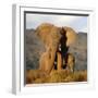 Two Elephants in Golden Light. Taken on Safari in South Africa.-JONATHAN PLEDGER-Framed Photographic Print