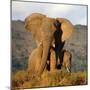 Two Elephants in Golden Light. Taken on Safari in South Africa.-JONATHAN PLEDGER-Mounted Photographic Print