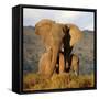 Two Elephants in Golden Light. Taken on Safari in South Africa.-JONATHAN PLEDGER-Framed Stretched Canvas