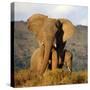 Two Elephants in Golden Light. Taken on Safari in South Africa.-JONATHAN PLEDGER-Stretched Canvas