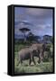 Two Elephants-DLILLC-Framed Stretched Canvas
