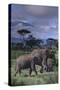 Two Elephants-DLILLC-Stretched Canvas