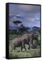 Two Elephants-DLILLC-Framed Stretched Canvas