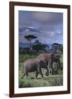 Two Elephants-DLILLC-Framed Premium Photographic Print
