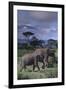 Two Elephants-DLILLC-Framed Premium Photographic Print