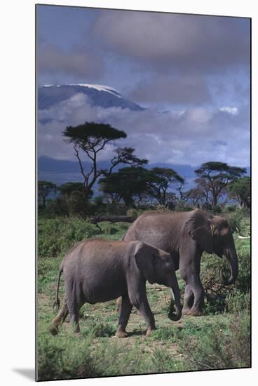 Two Elephants-DLILLC-Mounted Premium Photographic Print