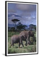 Two Elephants-DLILLC-Framed Premium Photographic Print