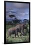 Two Elephants-DLILLC-Framed Premium Photographic Print