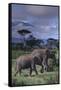 Two Elephants-DLILLC-Framed Stretched Canvas