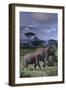 Two Elephants-DLILLC-Framed Photographic Print