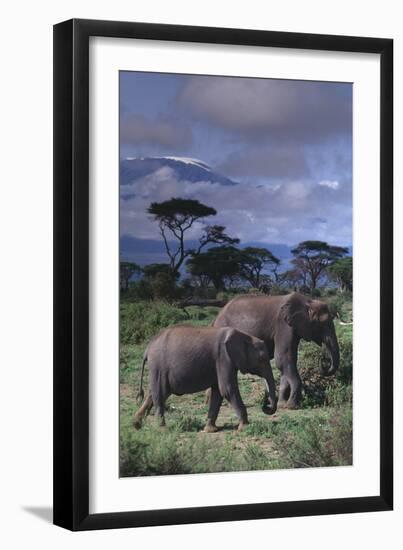 Two Elephants-DLILLC-Framed Photographic Print