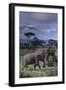 Two Elephants-DLILLC-Framed Photographic Print