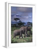 Two Elephants-DLILLC-Framed Photographic Print