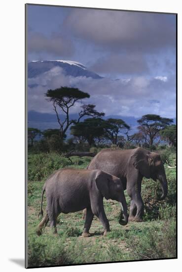 Two Elephants-DLILLC-Mounted Photographic Print