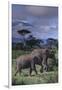 Two Elephants-DLILLC-Framed Photographic Print