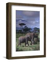 Two Elephants-DLILLC-Framed Photographic Print