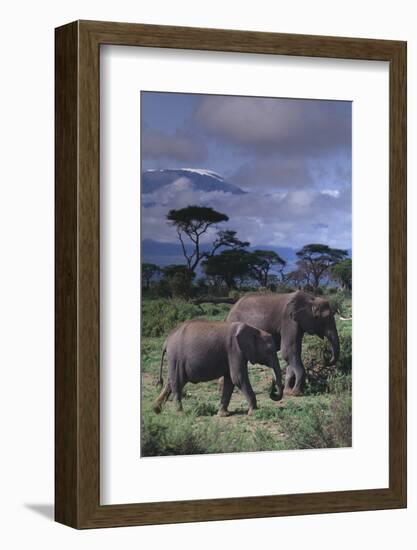 Two Elephants-DLILLC-Framed Photographic Print