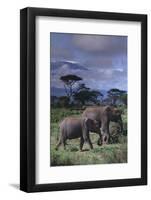 Two Elephants-DLILLC-Framed Photographic Print