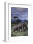 Two Elephants-DLILLC-Framed Photographic Print