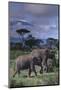 Two Elephants-DLILLC-Mounted Photographic Print