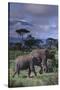 Two Elephants-DLILLC-Stretched Canvas