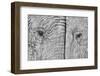 Two elephants-Juan Luis Duran-Framed Photographic Print