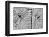 Two elephants-Juan Luis Duran-Framed Photographic Print