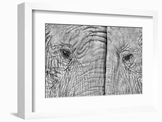 Two elephants-Juan Luis Duran-Framed Photographic Print