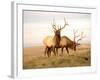 Two Elk-Lorraine Swanson-Framed Photographic Print