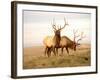 Two Elk-Lorraine Swanson-Framed Photographic Print