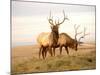 Two Elk-Lorraine Swanson-Mounted Photographic Print