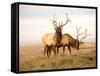 Two Elk-Lorraine Swanson-Framed Stretched Canvas