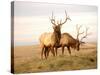 Two Elk-Lorraine Swanson-Stretched Canvas