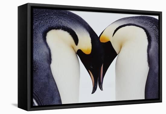 Two Emperor Penguins (Aptenodytes Forsteri) in Courtship Display-Joseph Van Os-Framed Stretched Canvas