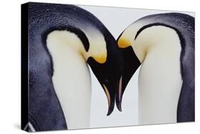 Two Emperor Penguins (Aptenodytes Forsteri) in Courtship Display-Joseph Van Os-Stretched Canvas