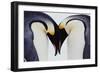 Two Emperor Penguins (Aptenodytes Forsteri) in Courtship Display-Joseph Van Os-Framed Premium Photographic Print