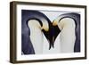 Two Emperor Penguins (Aptenodytes Forsteri) in Courtship Display-Joseph Van Os-Framed Photographic Print