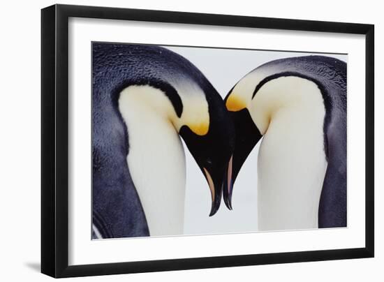Two Emperor Penguins (Aptenodytes Forsteri) in Courtship Display-Joseph Van Os-Framed Photographic Print
