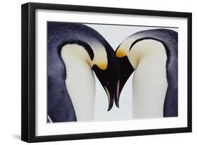 Two Emperor Penguins (Aptenodytes Forsteri) in Courtship Display-Joseph Van Os-Framed Photographic Print