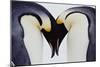 Two Emperor Penguins (Aptenodytes Forsteri) in Courtship Display-Joseph Van Os-Mounted Photographic Print