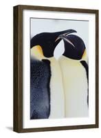 Two Emperor Penguins (Aptenodytes Forsteri) in Courtship Display-Joseph Van Os-Framed Photographic Print