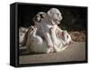 Two English Bulldog Puppies Play Fighting - 6 Weeks Old-Willee Cole-Framed Stretched Canvas