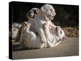 Two English Bulldog Puppies Play Fighting - 6 Weeks Old-Willee Cole-Stretched Canvas