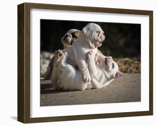 Two English Bulldog Puppies Play Fighting - 6 Weeks Old-Willee Cole-Framed Photographic Print