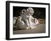 Two English Bulldog Puppies Play Fighting - 6 Weeks Old-Willee Cole-Framed Photographic Print