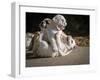 Two English Bulldog Puppies Play Fighting - 6 Weeks Old-Willee Cole-Framed Photographic Print