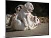 Two English Bulldog Puppies Play Fighting - 6 Weeks Old-Willee Cole-Mounted Photographic Print