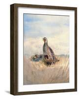 Two English Partridges, 1903-Archibald Thorburn-Framed Giclee Print