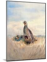 Two English Partridges, 1903-Archibald Thorburn-Mounted Giclee Print